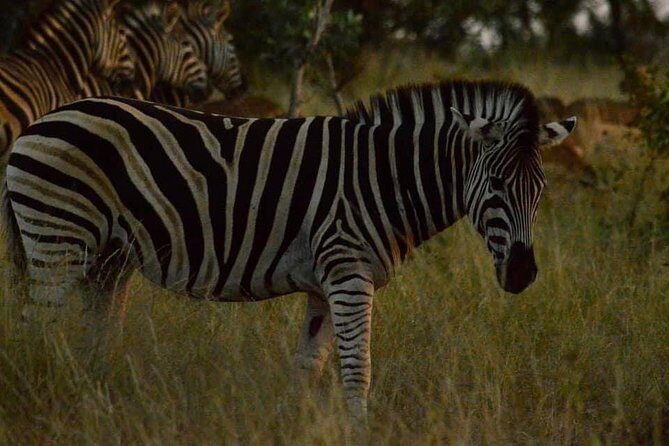 Lesedi Cultural Village and Lion Park tour - Comfort tips for an all-weather day near Johannesburg