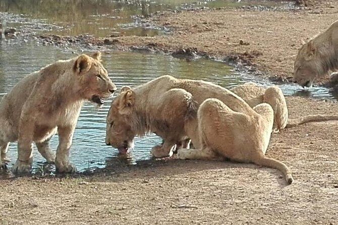 Lesedi Cultural Village and Lion Park tour - Getting there: hotel pickup, a 45-minute ride, and a small-group vibe