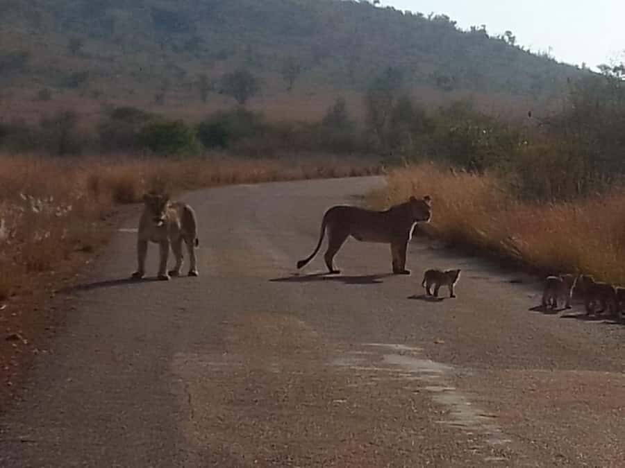 Lion park - What You’ll Love Most About Lion Park
