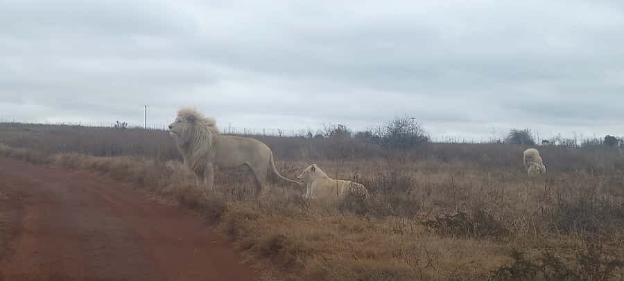 Lion park - One Logistics Watch-Out: Reservation Handover and Pickup Safety
