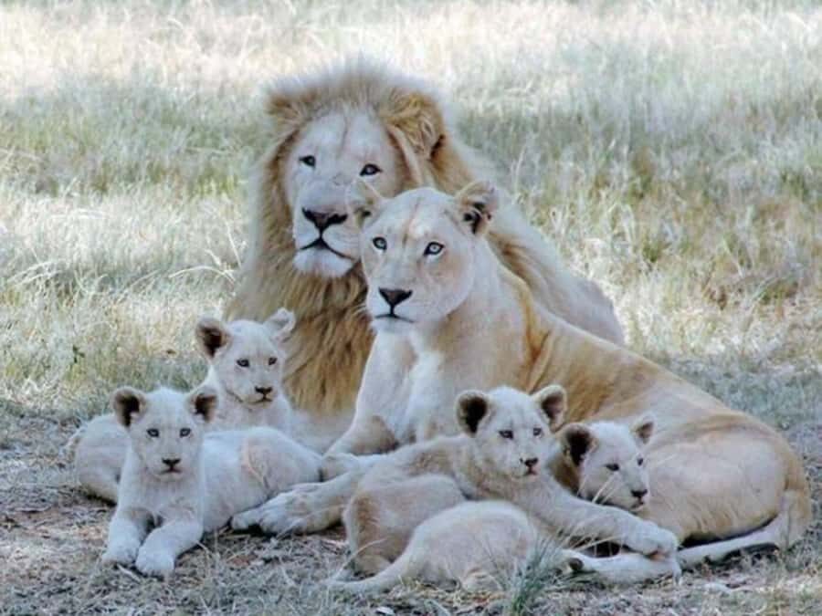 Lion Park Tour in Open Safari Vehicle - Key Points I Think You’ll Care About