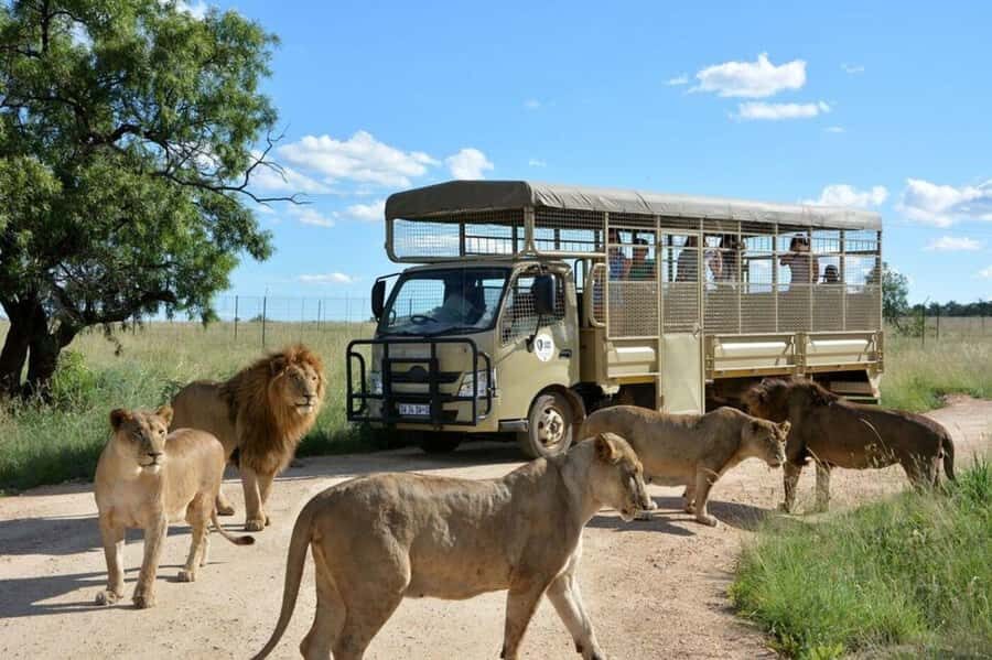 Lion Park Tour in Open Safari Vehicle - Why This Lion Park Tour Works for a Short South Africa Stop