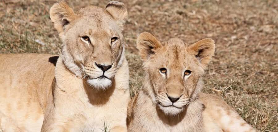 Lion Park Tour in Open Safari Vehicle - The Open Safari Vehicle: What Your One Hour Game Drive Feels Like