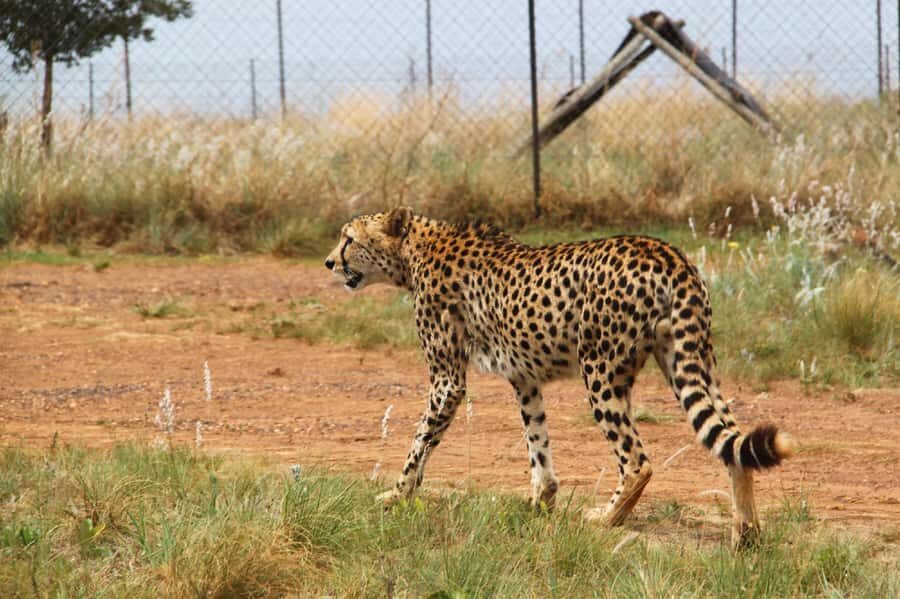 Lion Park Tour in Open Safari Vehicle - Wildlife You May See: White Lions, Wild Dogs, Cheetahs, and More
