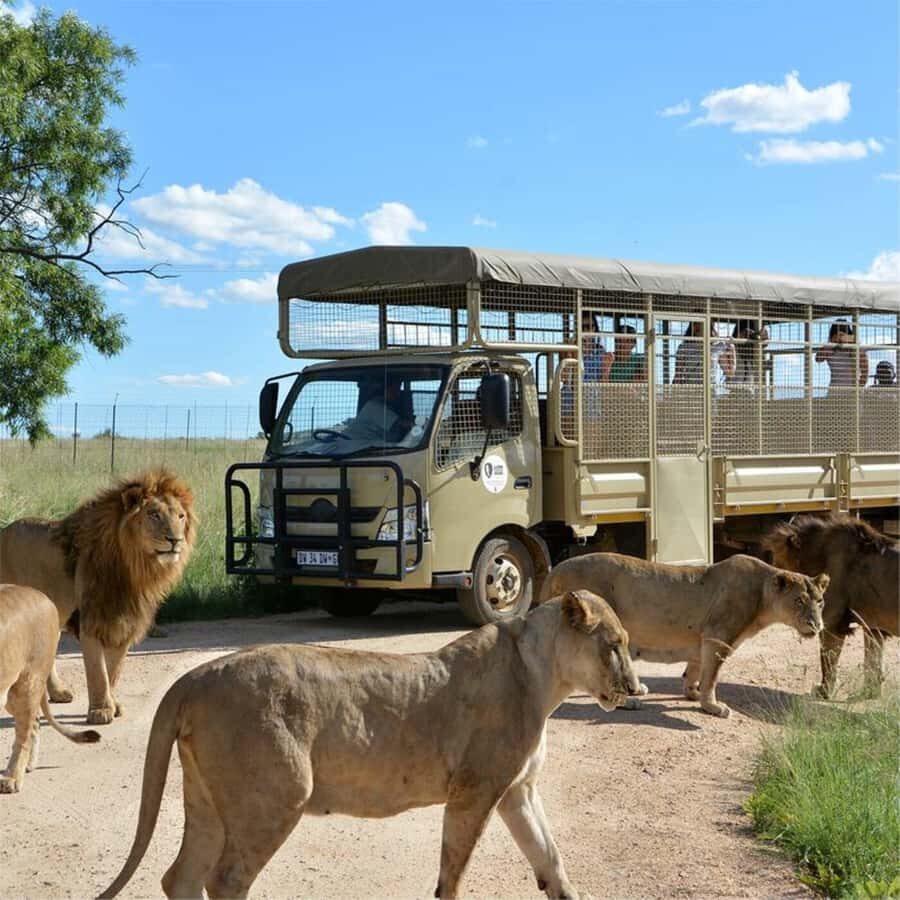 Lion Park Tour in Open Safari Vehicle - Timing and Itinerary: How the 4 Hours Actually Break Down