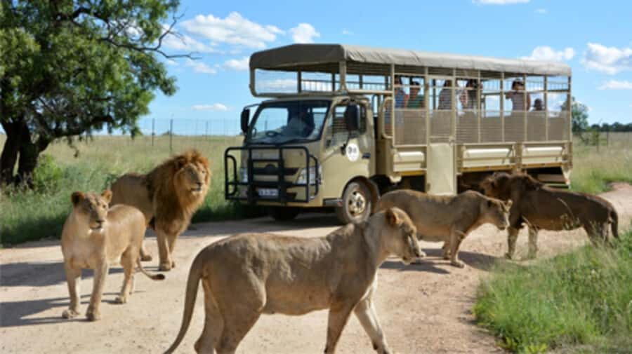 Lion Park Tour in Open Safari Vehicle - Price and Value: Is $118 Worth It?