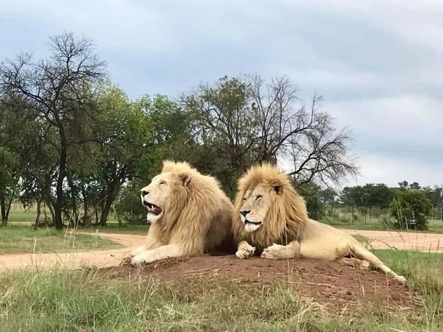 Lion Park Tour in Open Safari Vehicle - Comfort Tips for an Open Vehicle (Including Rainy Days)