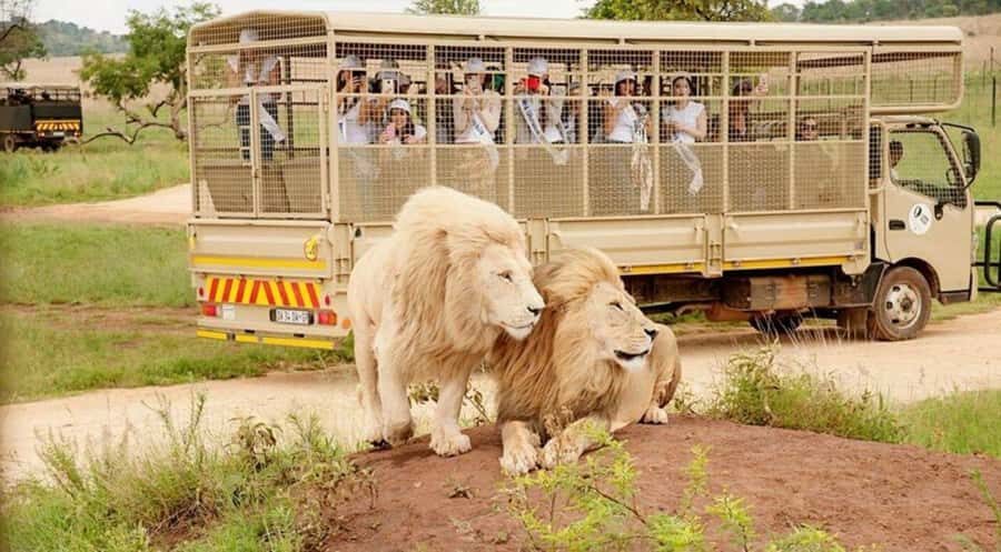 Lion Park Tour in Open Safari Vehicle - Who This Tour Suits Best