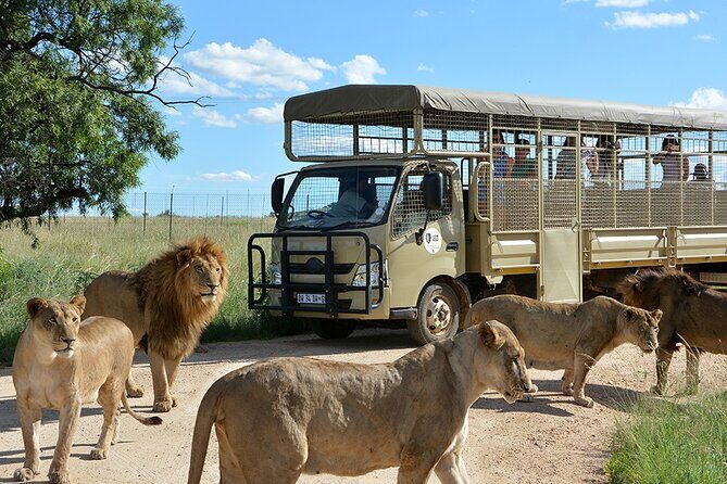 Lion & Safari Park - Why Lion & Safari Park makes sense from Johannesburg and Pretoria