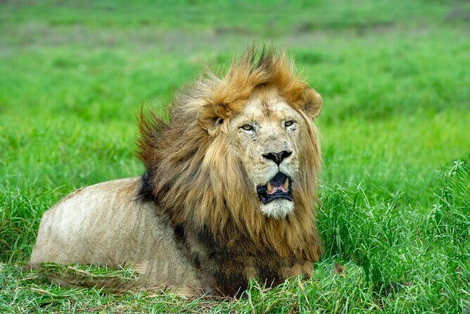 Lion & Safari Park - Who you’ll be riding with: guide energy and real-world care