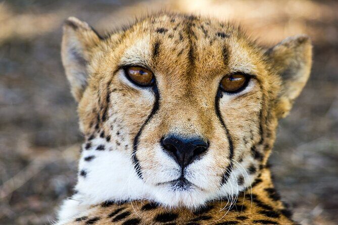 Lion & Safari Park - Getting there: meeting point and the payoff of a simple start/end