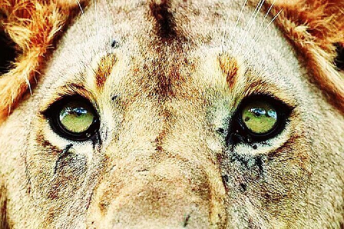 Lion safari park tour(Half-day) - Key highlights worth marking on your calendar