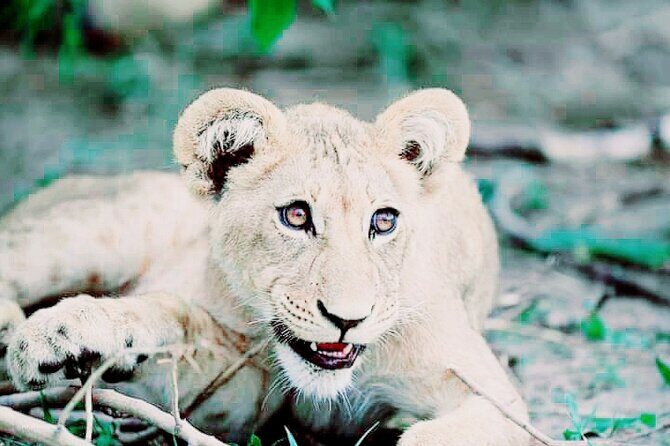 Lion safari park tour(Half-day) - The open-vehicle game driver: how to get the best viewing
