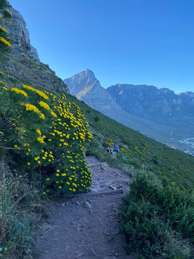Lion's Head Hike: Cape Town - Sunrise or Sunset Hike - The tricky parts near the top: scramble, ladders, and balance