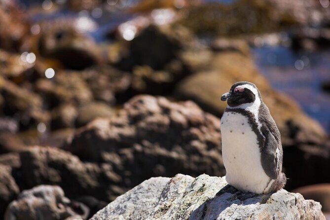 Luxury 2-Day In & Out Garden Route Safari Tour - Key Things to Know Before You Go