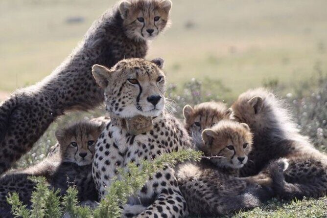 Luxury 2-Day In & Out Garden Route Safari Tour - Morning Pickup and Private Transfers: The Real Time Saver