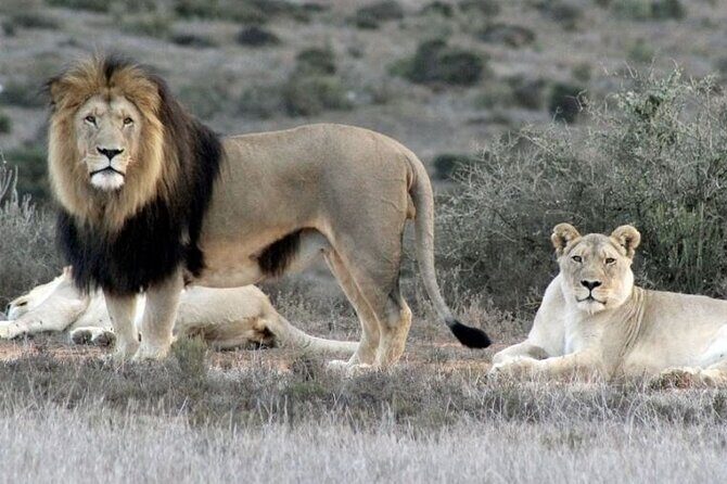 Luxury 2-Day In & Out Garden Route Safari Tour - Garden Route Sunset Game Drive in an Open Land Rover