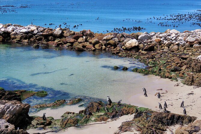 Luxury 2-Day In & Out Garden Route Safari Tour - Stony Point Penguins: A Boardwalk That Actually Respects the Animals