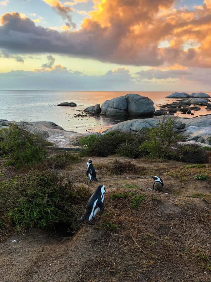 Luxury Cape of Good Hope & Penguin Tour - Key reasons this tour works well