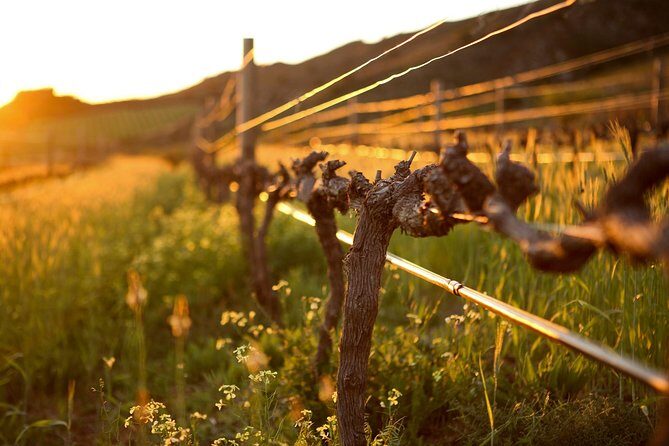 Luxury Wine Tour with Lunch - Franschhoek: centuries-old vineyards and Cape Dutch charm