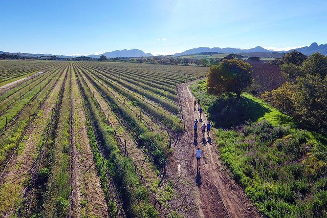 Luxury Wine Tour with Lunch - Cheetah Outreach in Somerset West: conservation with a real story