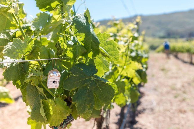 Luxury Wine Tour with Lunch - Pickup, timing, and how the small-group format helps