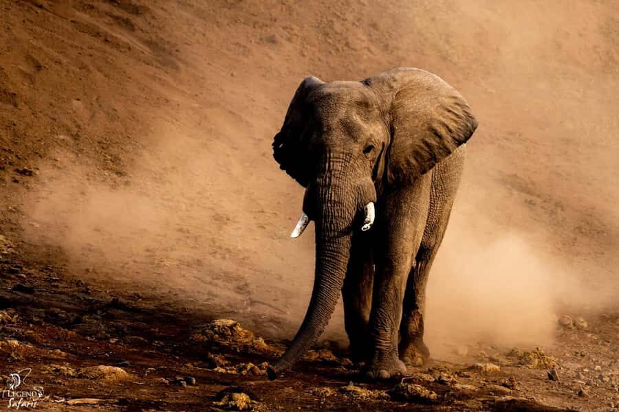 Malelane & Komtipoort: Kruger National Park Full-Day Safari - Getting Up at O-Dark-Thirty: Pickup and the Sunrise Plan