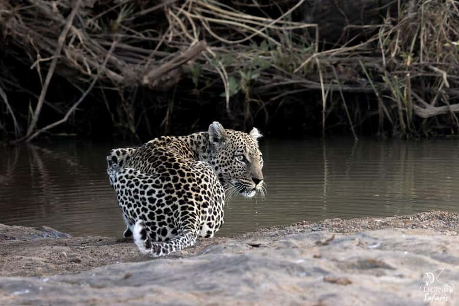 Malelane & Komtipoort: Kruger National Park Full-Day Safari - Entering Kruger Through Malelane or Crocodile Bridge