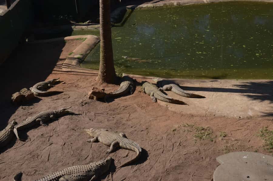 Mandela Capture Site Howick Falls & PheZulu Village Day Trip - Reptile Park: crocodiles and snakes, explained by the guide