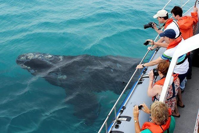 Marine Big 5 Full Day Guided Return Transfer Cape Town - Gansbaai - Hermanus Harbour and the Marine cruise: what your whale-watching actually includes