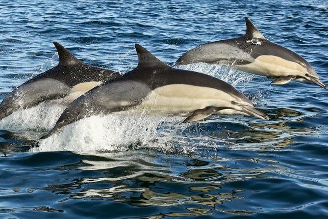 Marine Big 5 Full Day Guided Return Transfer Cape Town - Gansbaai - Stoney Point penguins: the land-based wildlife stop that balances the day