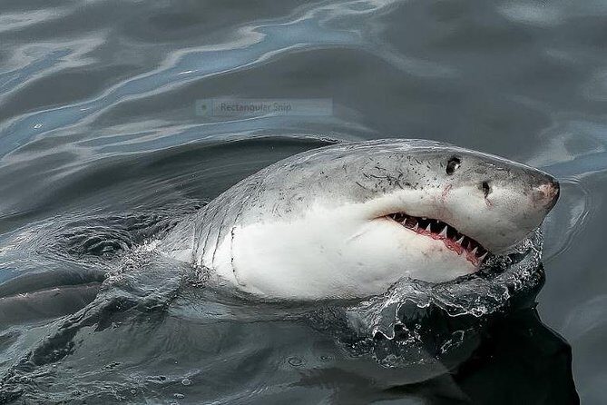 Marine Big 5 Full Day Guided Return Transfer Cape Town - Gansbaai - Lunch and refreshments: what’s included versus what’s on you