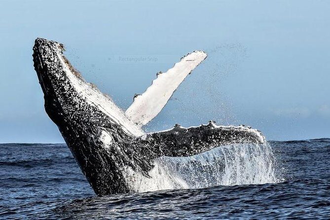 Marine Big 5 Full Day Guided Return Transfer Cape Town - Gansbaai - The coastal return route: Gordon’s Bay, Kleinmond, Betty’s Bay, Rooi Els