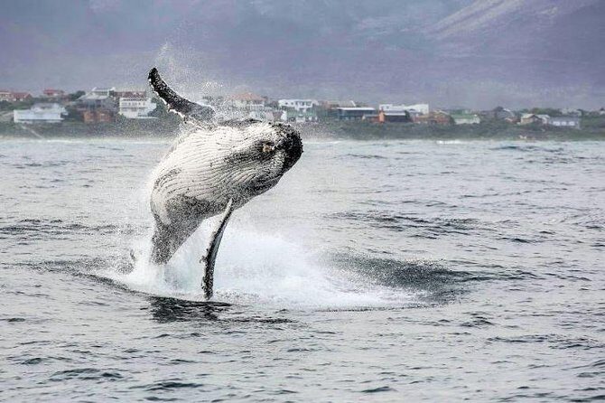 Marine Big 5 Full Day Guided Return Transfer Cape Town - Gansbaai - Price and value: what $155.84 really covers
