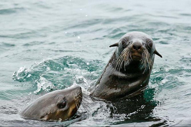 Marine Big 5 Full Day Guided Return Transfer Cape Town - Gansbaai - Who this Marine Big 5 day is best for