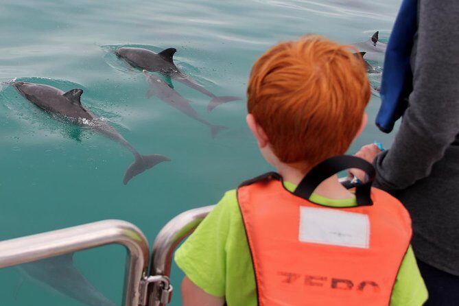Marine Big 5 Safari full day trip from Cape Town - The boat cruise route: Shark Alley, Seal Island, and seabird action