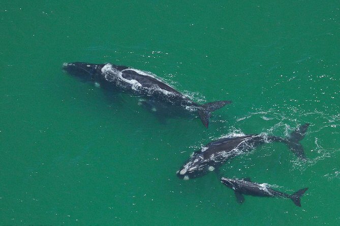 Marine Big 5 Safari full day trip from Cape Town - Viewing odds: great whites, whales, penguins, and the reality of wildlife