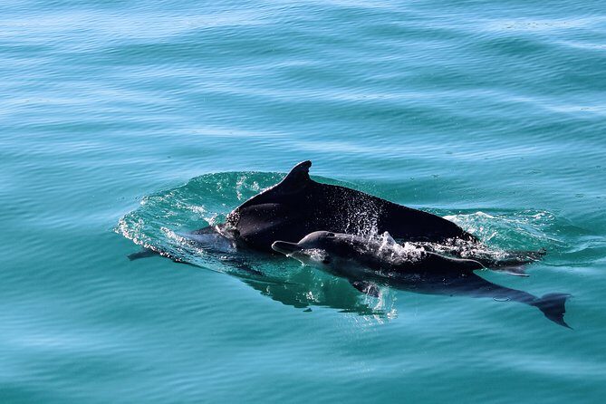 Marine Big 5 Safari: Self-Drive - African Penguin & Seabird Sanctuary: your land-based conservation link