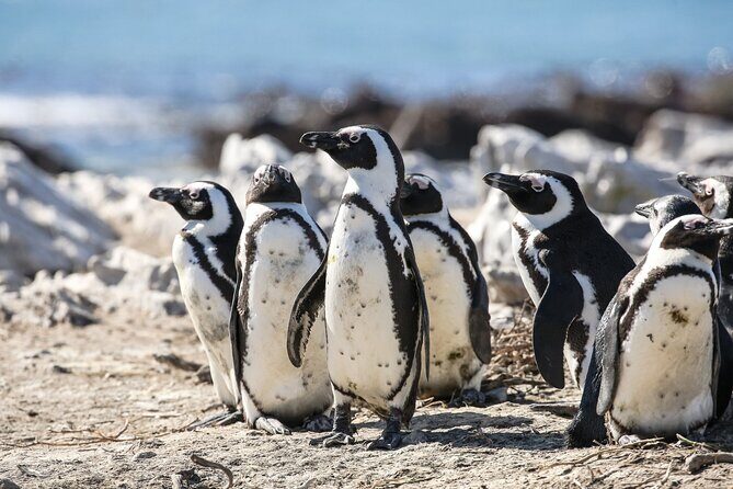Marine Big 5 Safari: Self-Drive - What to expect if you go in whale season vs outside it