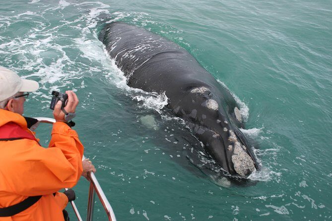 Marine Big 5 Safari with transport from Hermanus - Key things that make this tour worth your time