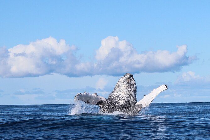 Marine Big 5 Safari with transport from Hermanus - Sea time 101: timing, boat setup, and staying comfortable