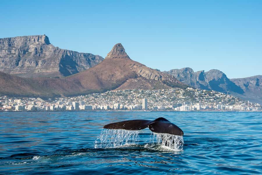 Marine Eco Cruise and Half-Day Wine Route with Tastings - Key things worth knowing before you go