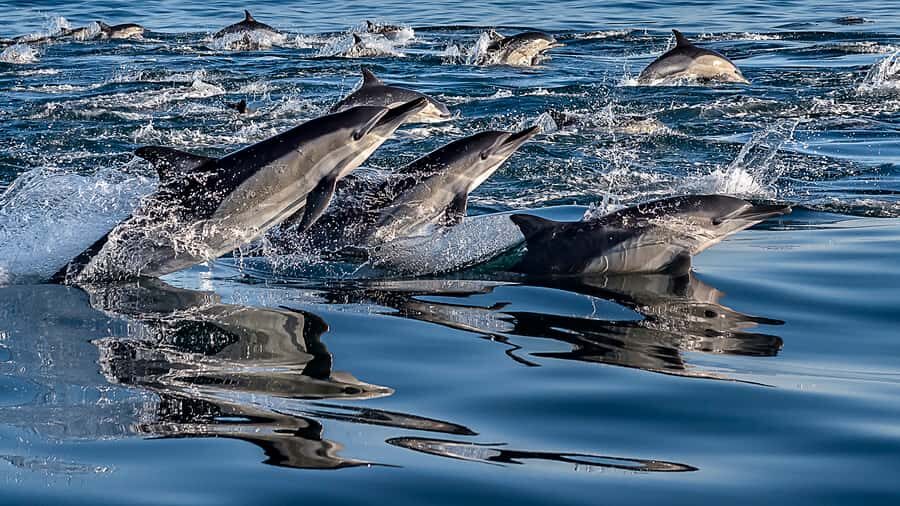 Marine Eco Cruise and Half-Day Wine Route with Tastings - From Waterfront time to a lunch you choose yourself