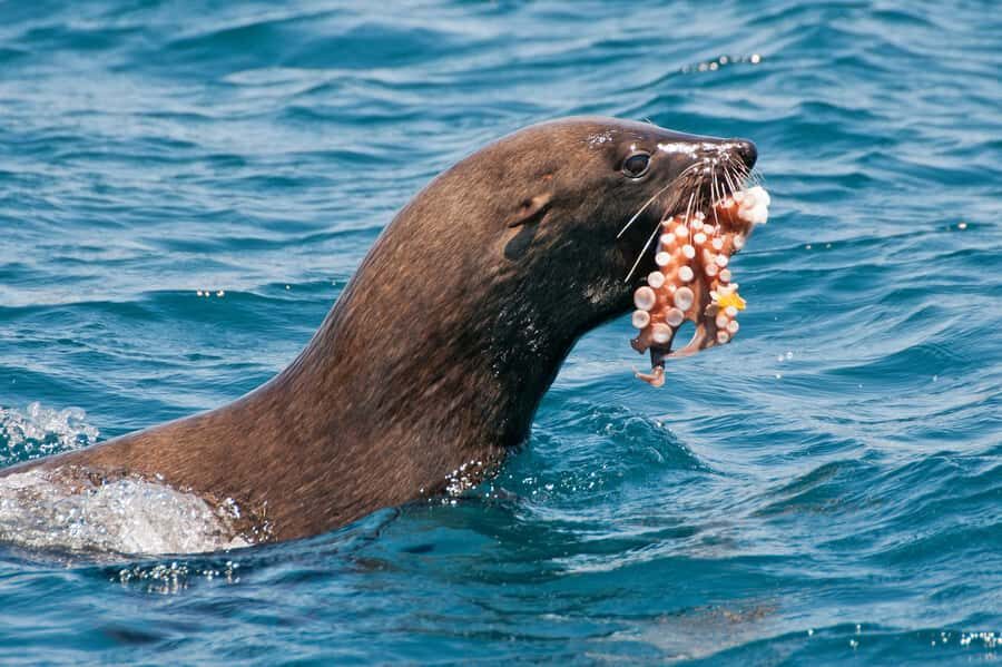 Marine Eco Cruise and Half-Day Wine Route with Tastings - Weather and the animal-spotting reality check