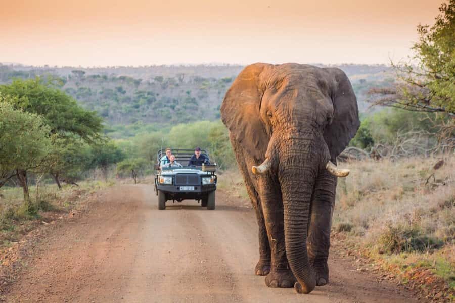 Marloth Park: Bush Braai Dinner & Game Drive in Kruger Park - Marloth Park pickups and the Kruger timing that makes the day work