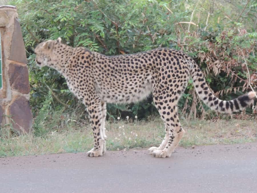 Marloth Park: Kruger National Park Safari Game Drives - Why Marloth Park sets you up for a great Kruger morning