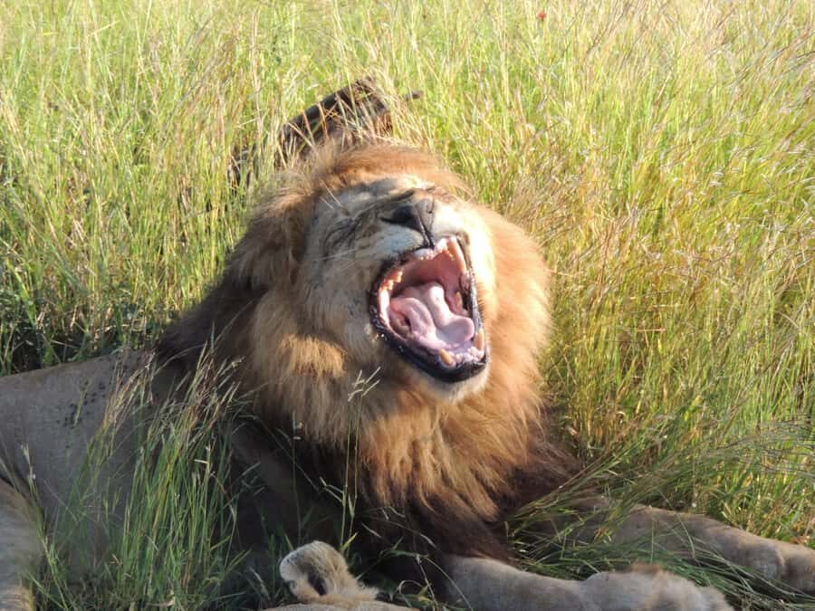 Marloth Park: Kruger National Park Safari Game Drives - Hippos and crocodiles: where the park turns serious