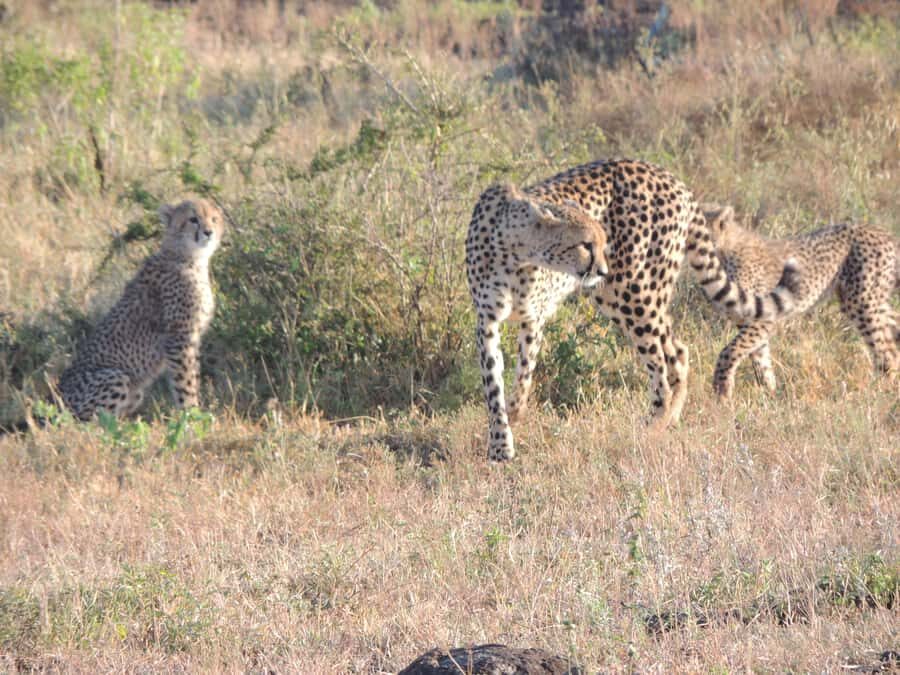 Marloth Park: Kruger National Park Safari Game Drives - 5:00 sunrise start: what you might see in the first minutes