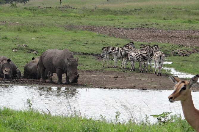 Mini Safari and Zulu Cultural experience - Day Tour - Key highlights you’ll actually feel during the day