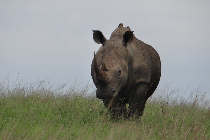 Mini Safari and Zulu Cultural experience - Day Tour - Phezulu Safari Park: Zulu cultural village plus reptile park